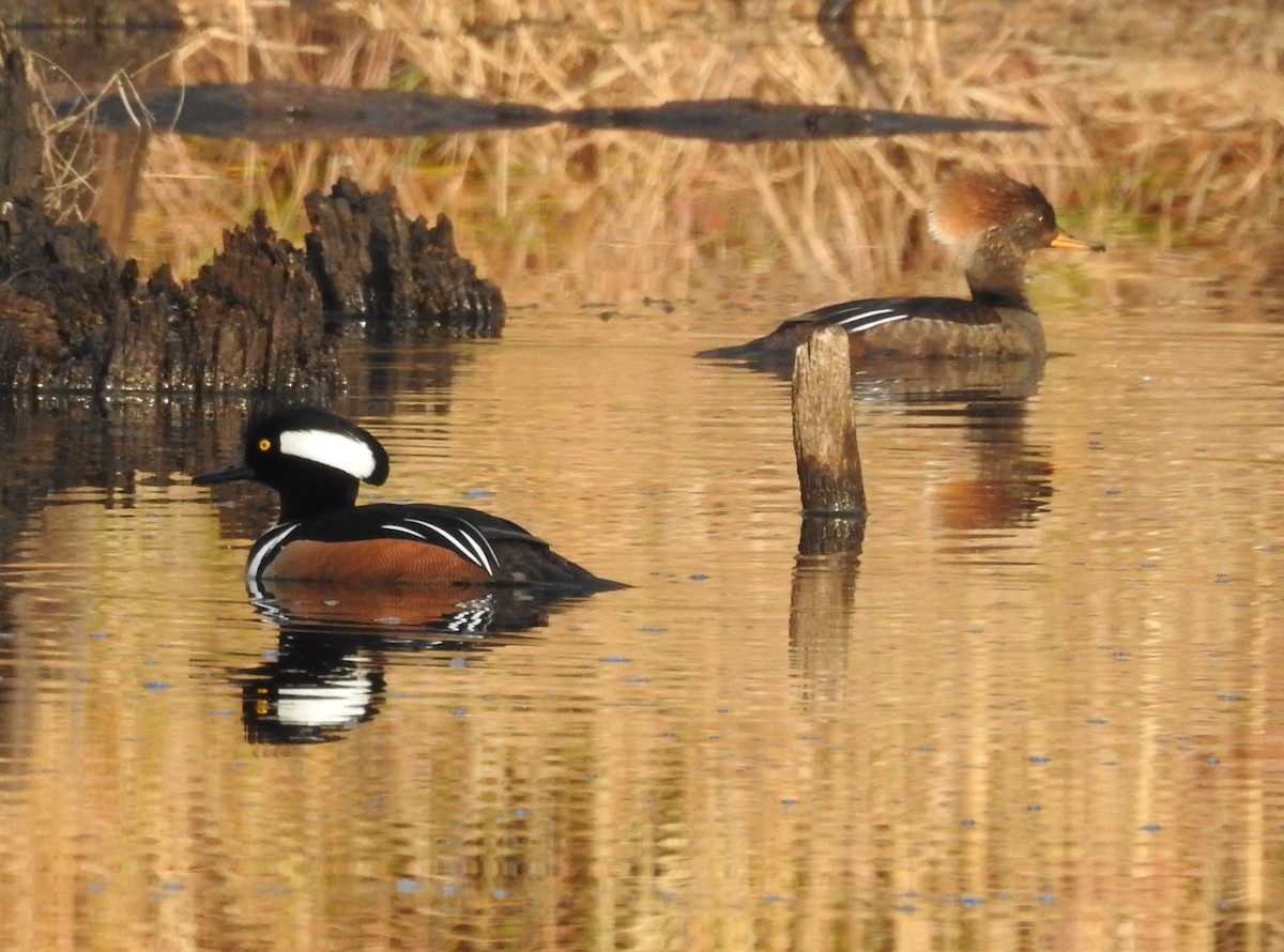 Hooded Merganser - ML615429464