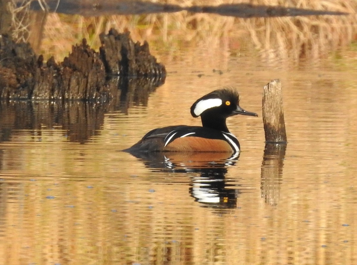 Hooded Merganser - ML615429465