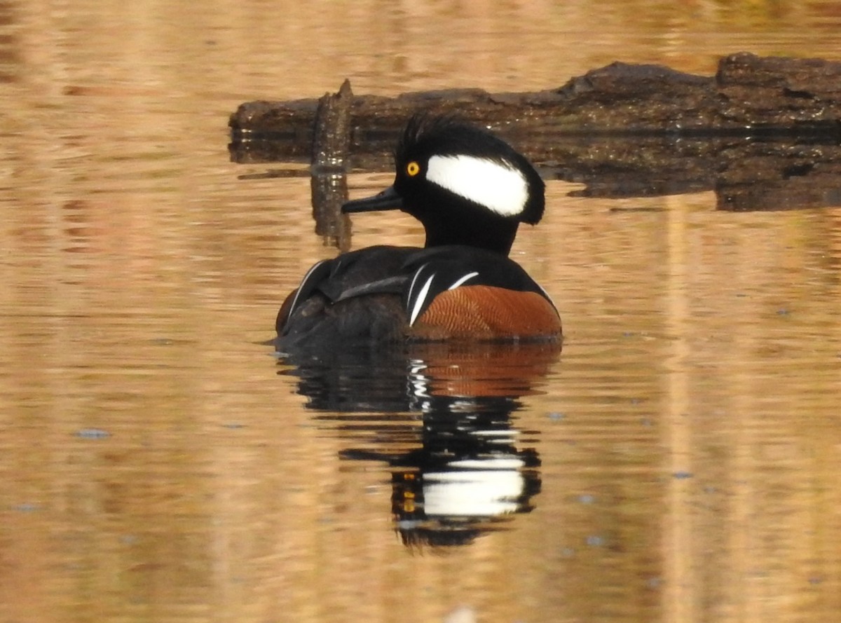 Hooded Merganser - ML615429466