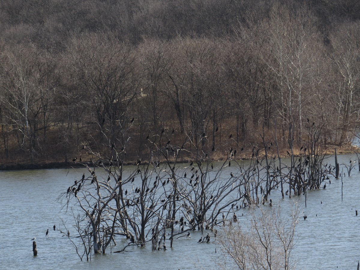 Double-crested Cormorant - ML615429522