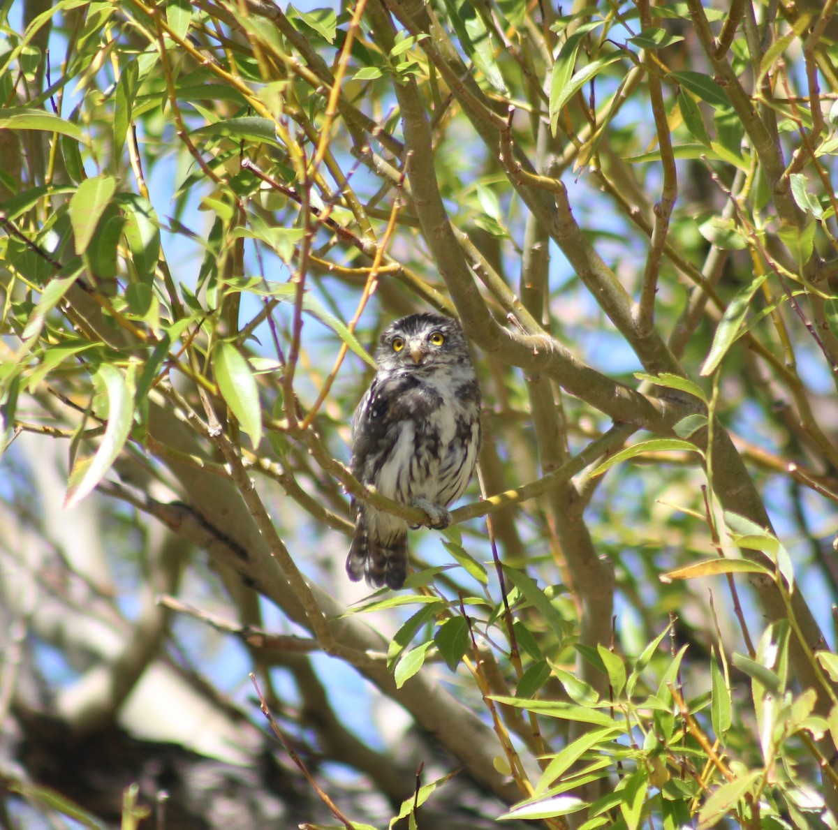 Austral Pygmy-Owl - ML615429527