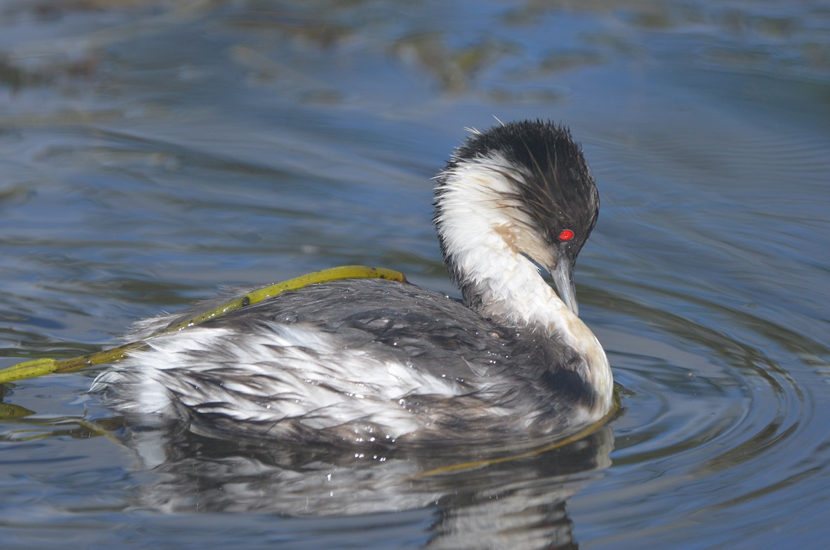 Silvery Grebe - ML615429610