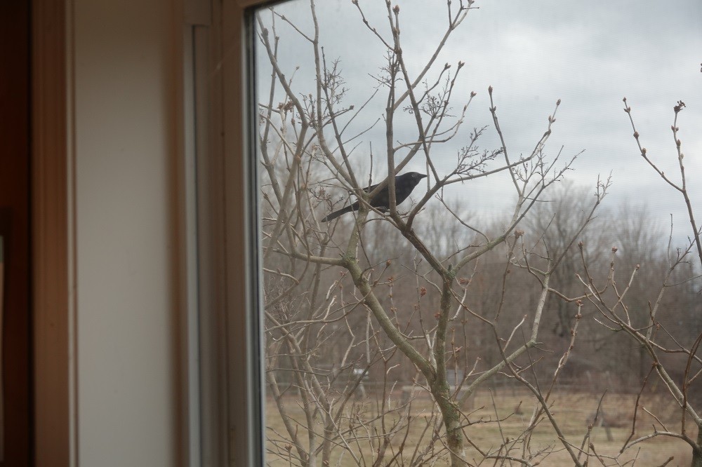 Common Grackle - ML615429611