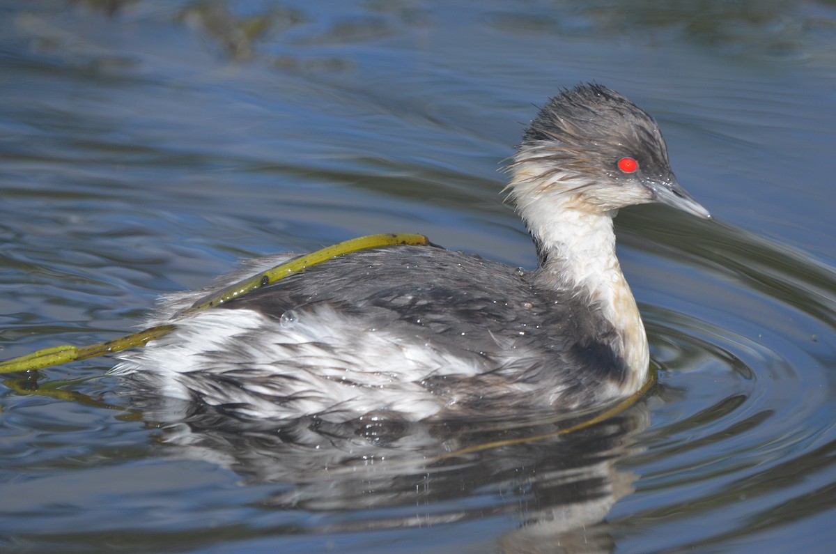 Silvery Grebe - Ana Vanegas