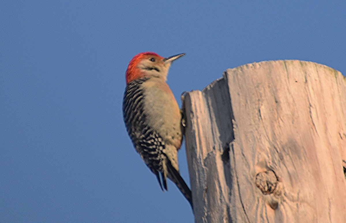 Red-bellied Woodpecker - ML615429620