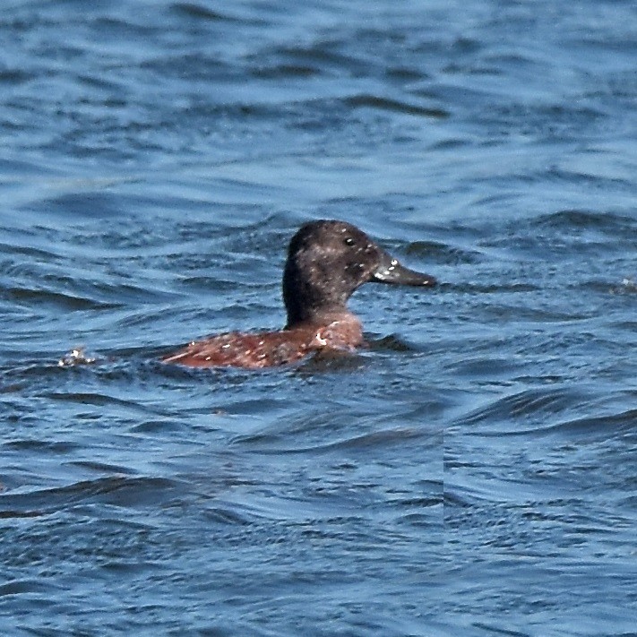 Black-headed Duck - ML615429675