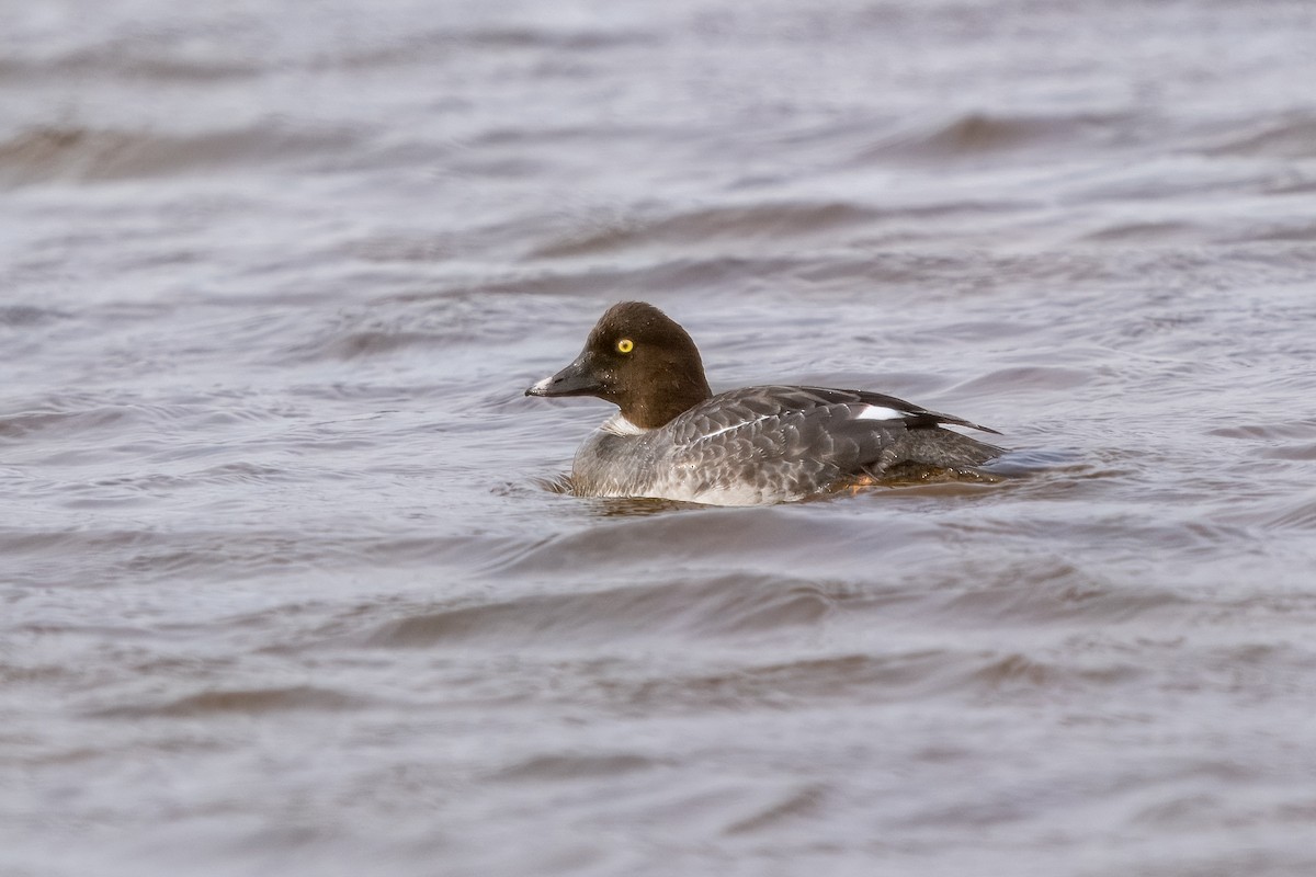 Common Goldeneye - ML615429686