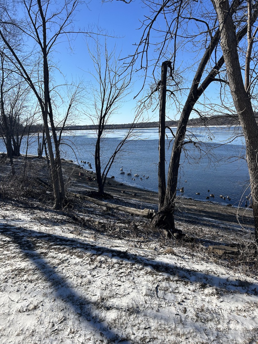 Trumpeter Swan - ML615429720