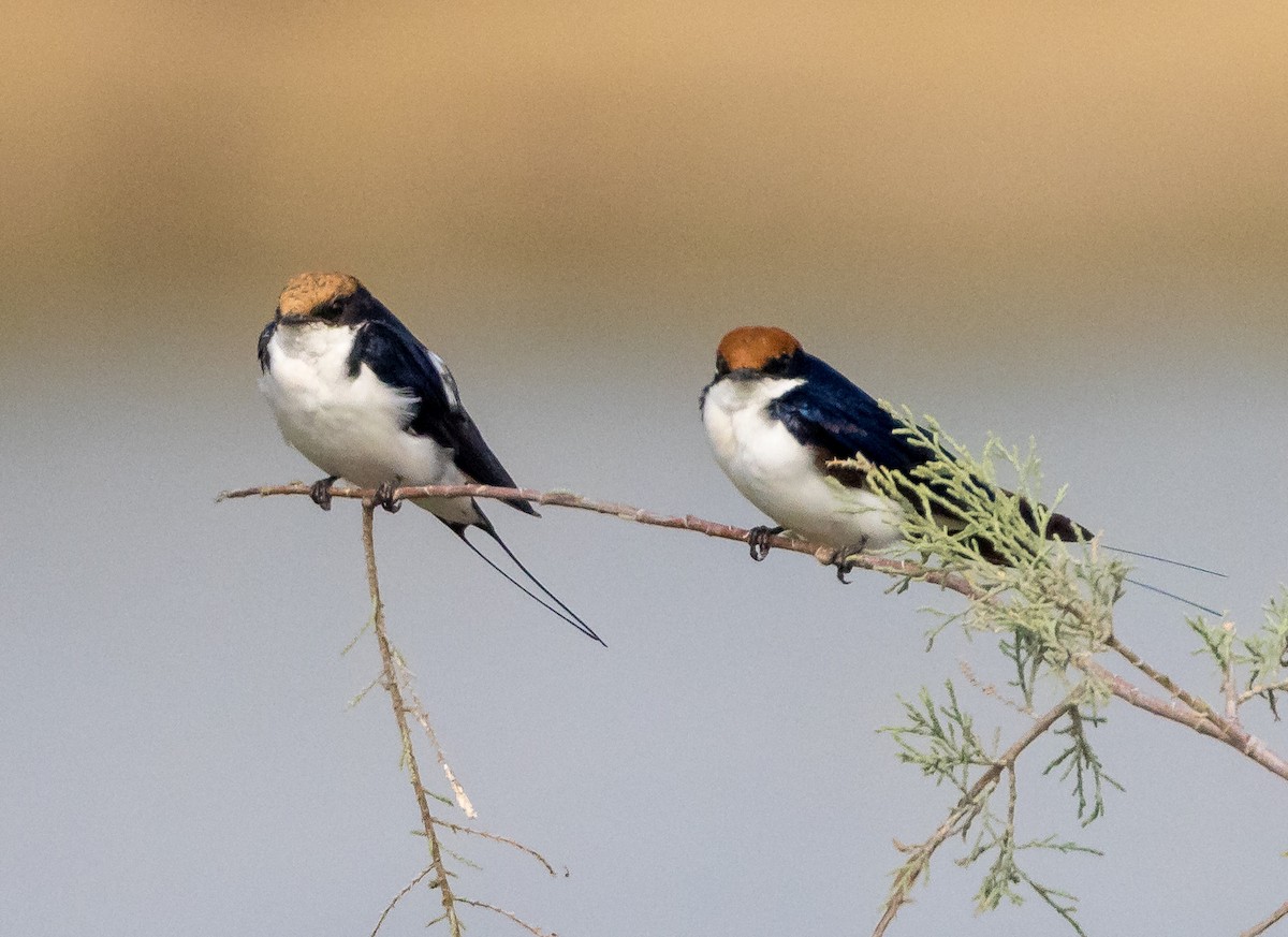 Wire-tailed Swallow - ML615429723