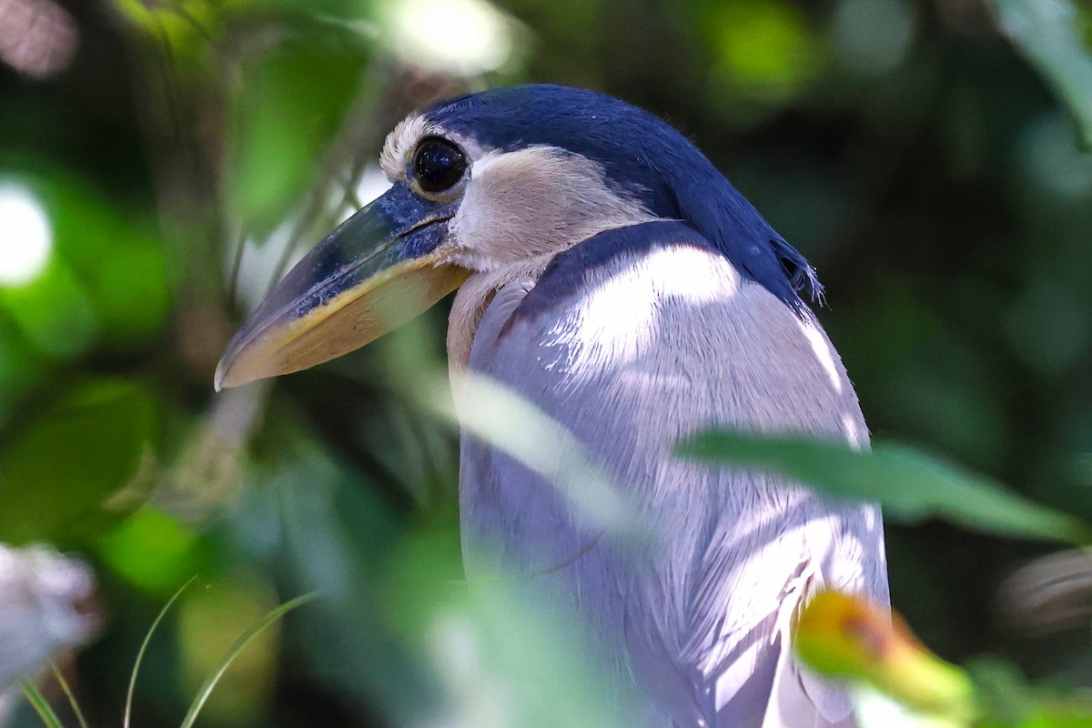 Boat-billed Heron - ML615429849