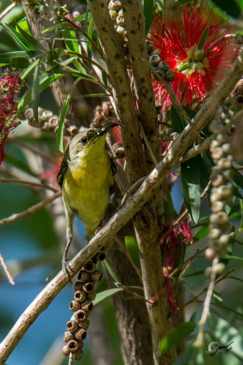 Purple Sunbird - Abbas Rizvi