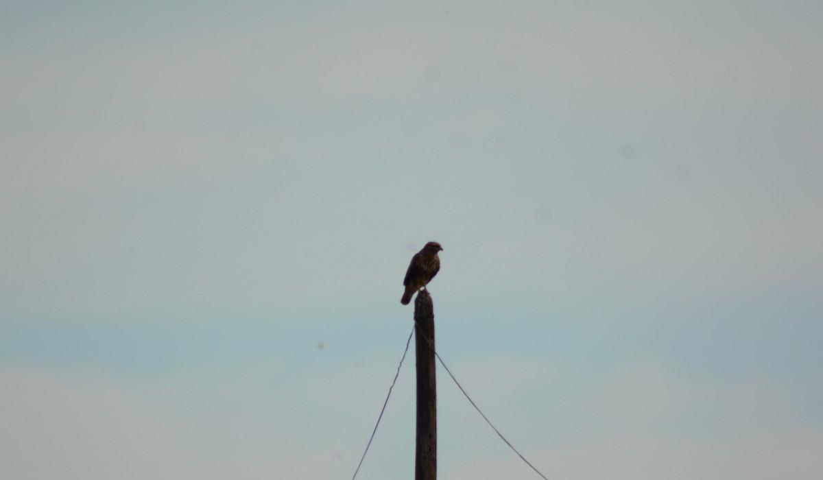 Common Buzzard - ML615429916