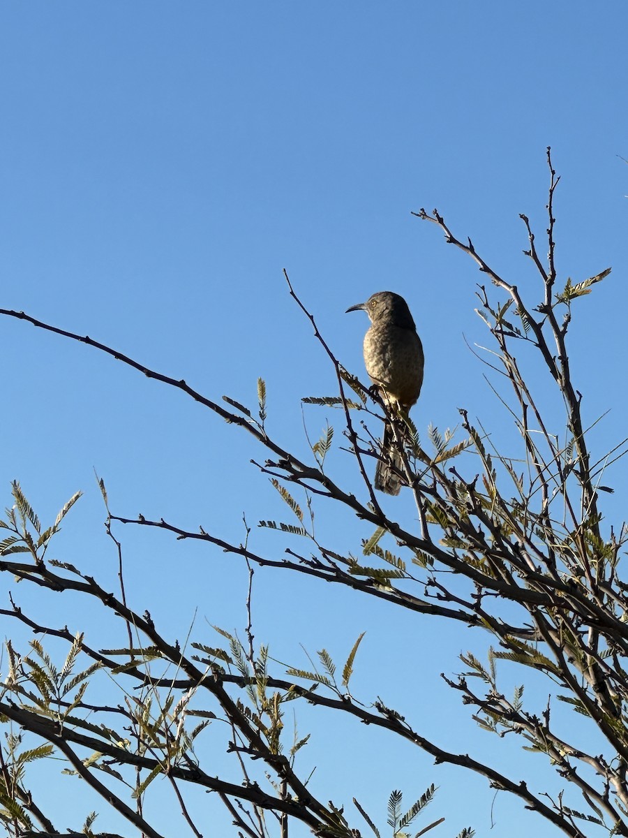 Curve-billed Thrasher - ML615429935