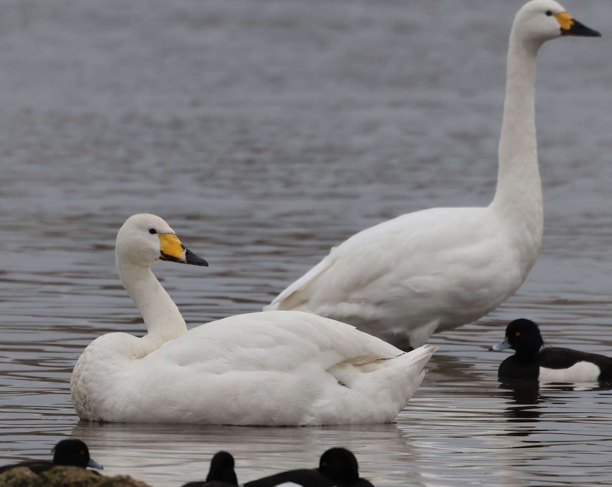Whooper Swan - Alan Bird