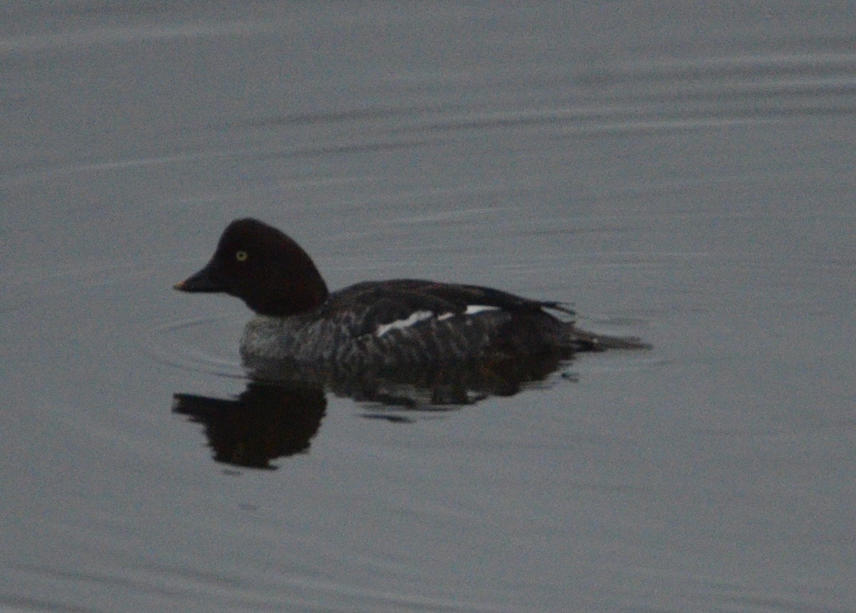 Common Goldeneye - ML615430004