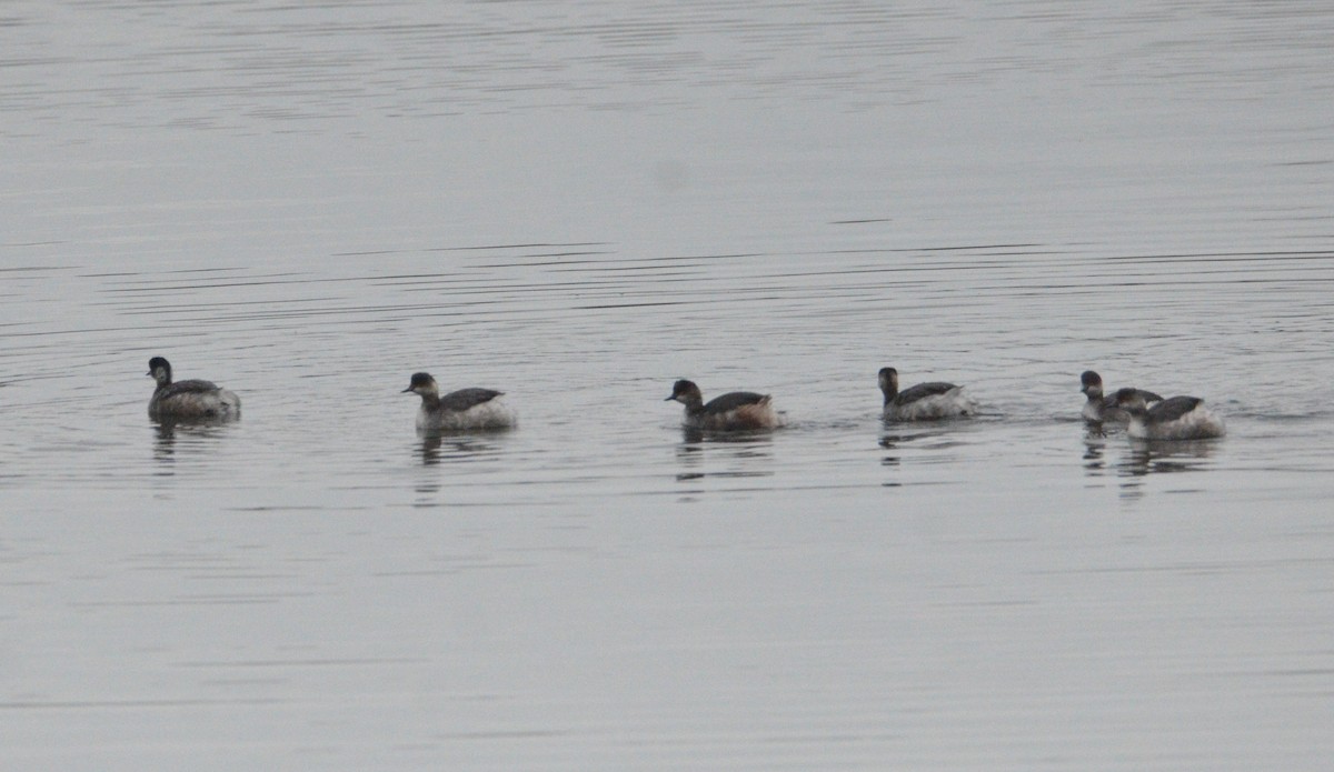 Eared Grebe - ML615430007