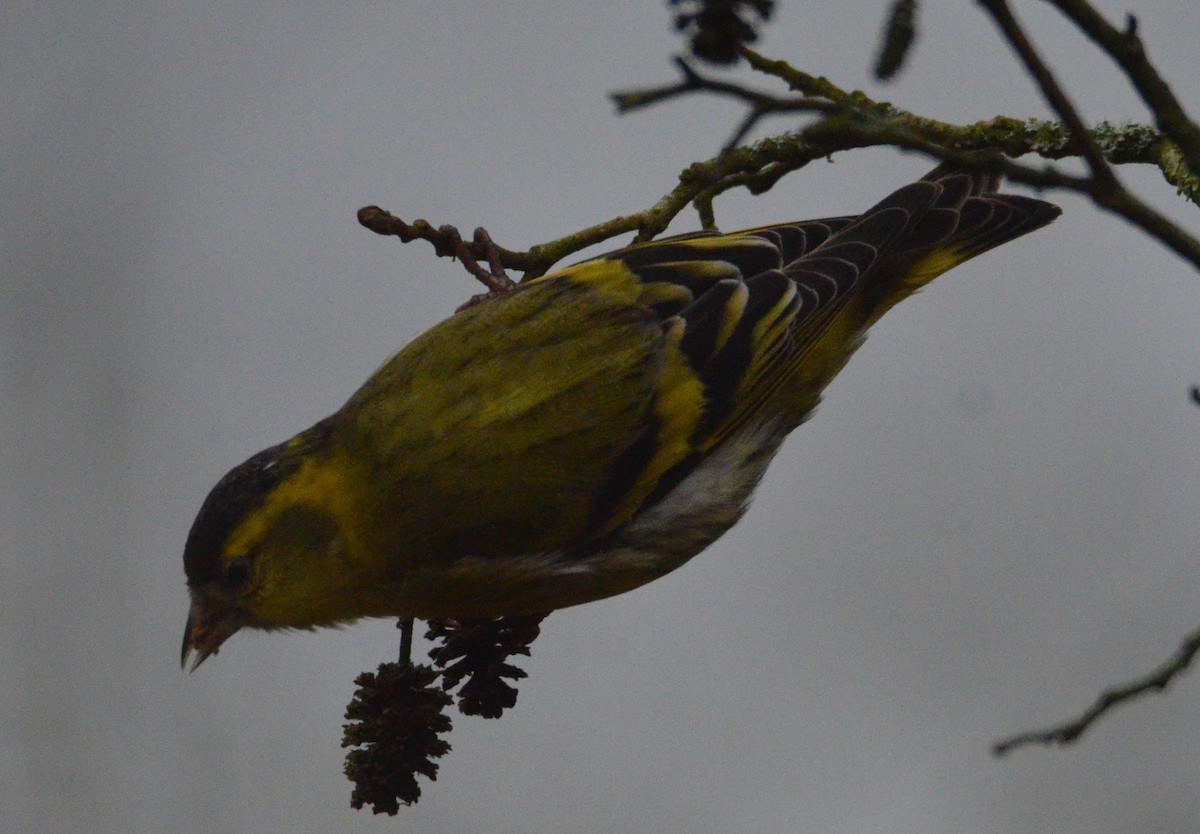 Eurasian Siskin - Lieven Simons