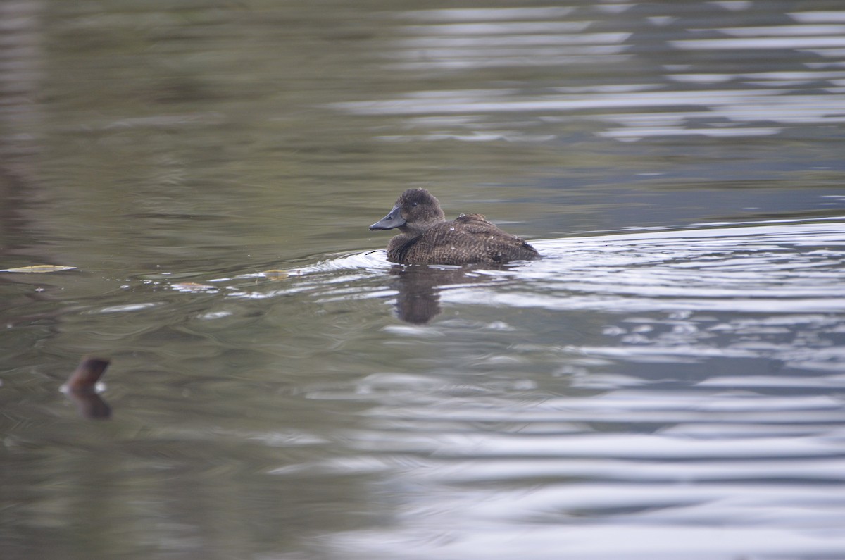 Andean Teal - ML615430069