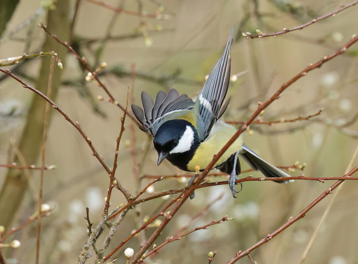 Great Tit - Albert Noorlander