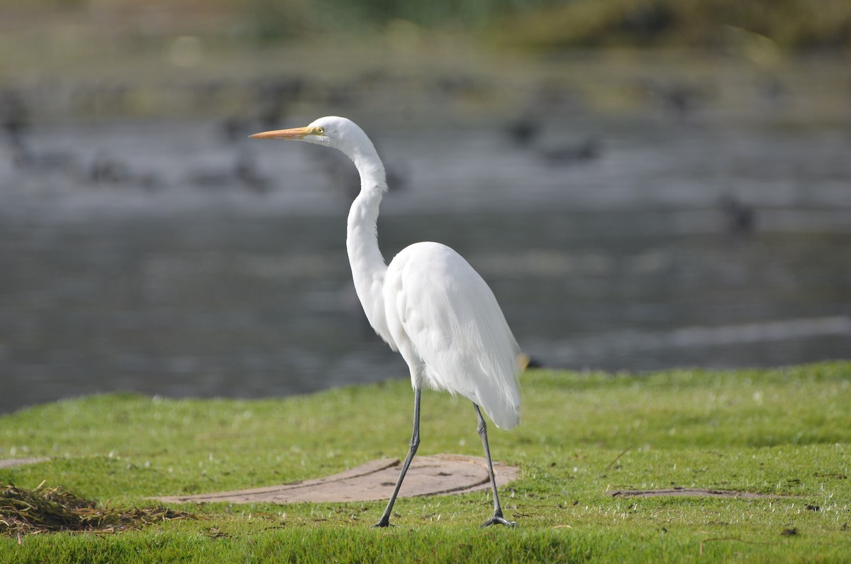 Great Egret - ML615430088