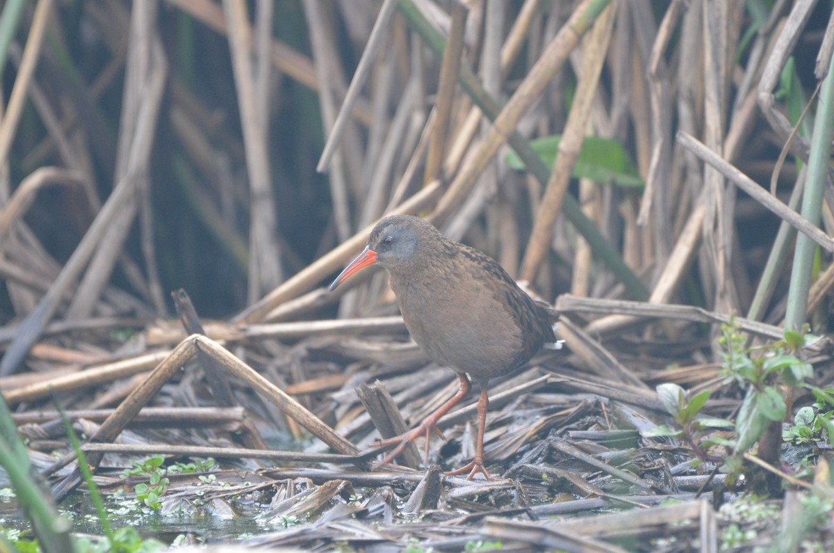 Virginia Rail - ML615430137