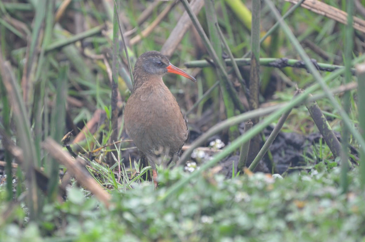 Virginia Rail - ML615430148