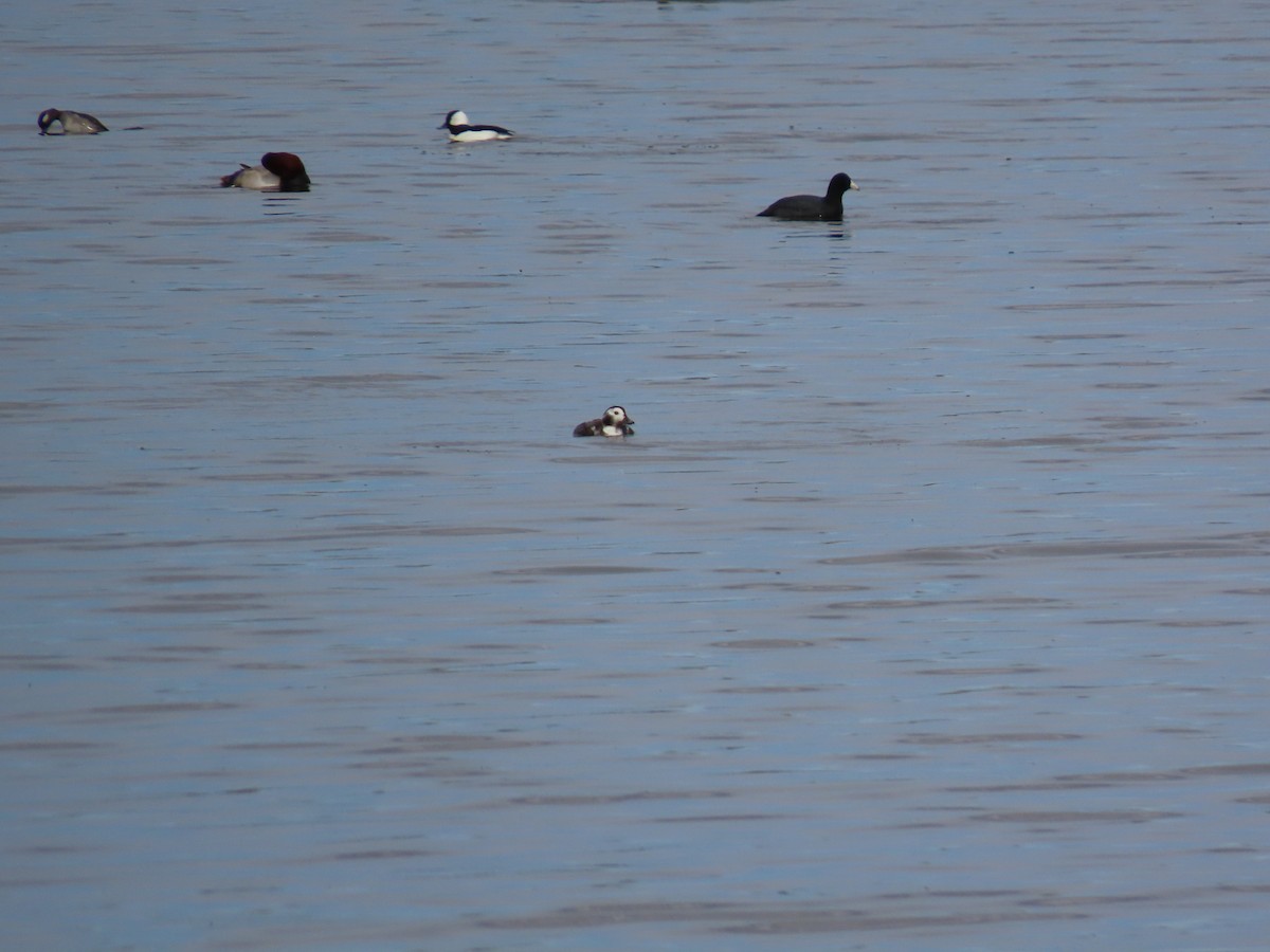 Long-tailed Duck - ML615430149