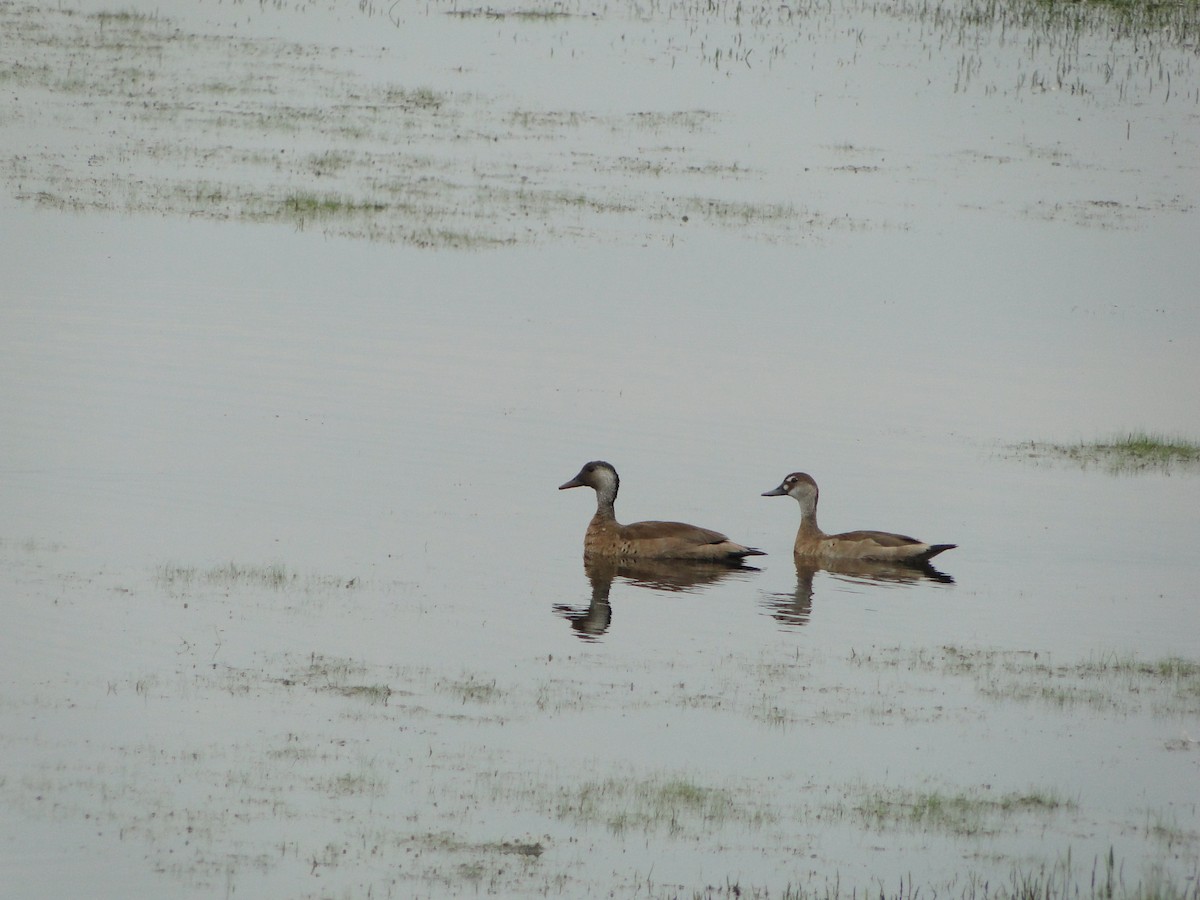 Brazilian Teal - Yanira Cifuentes Sarmiento