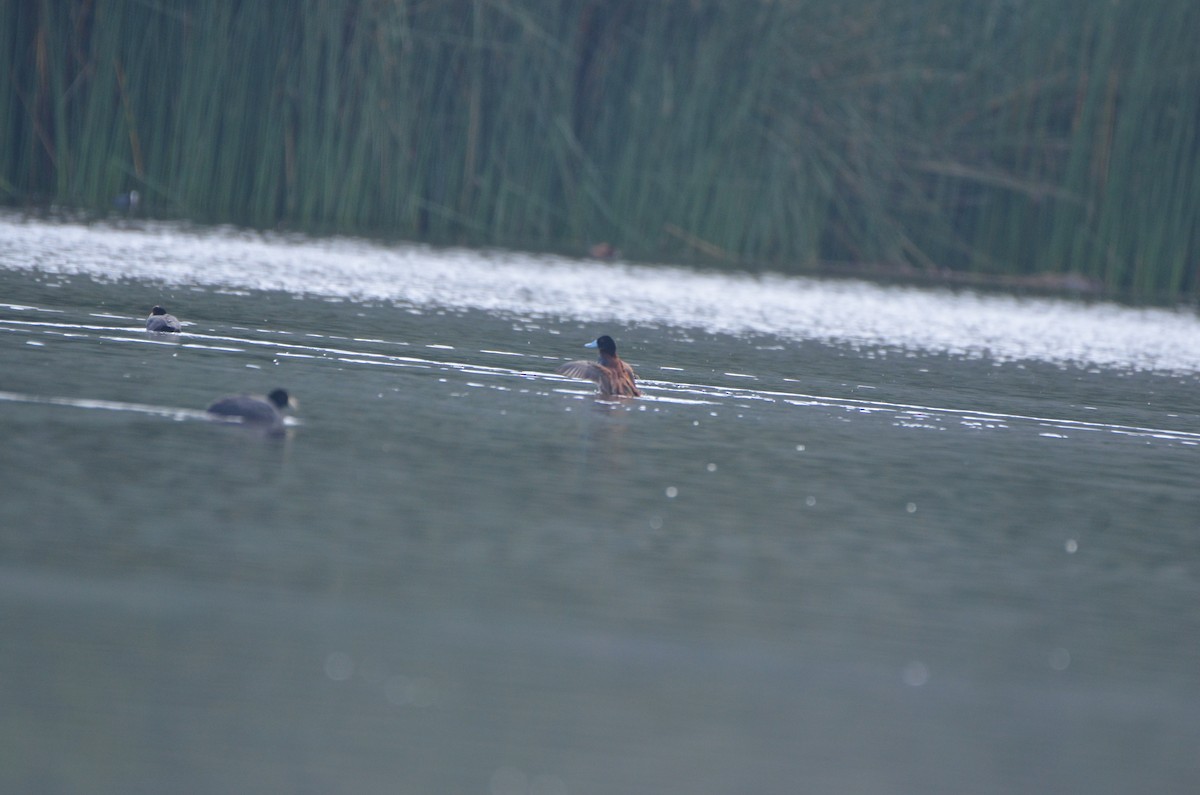 Andean Duck - ML615430173