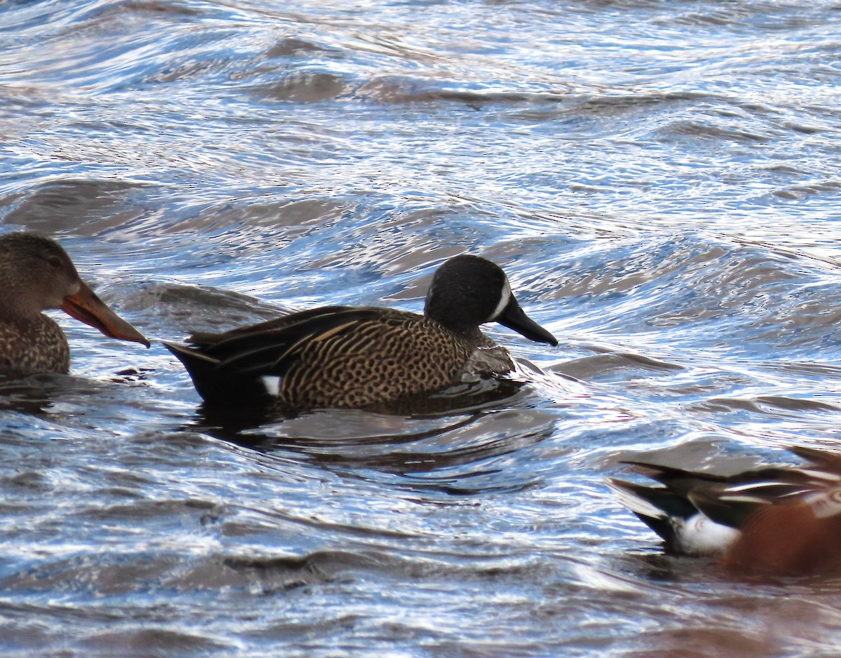 Blue-winged Teal - ML615430270