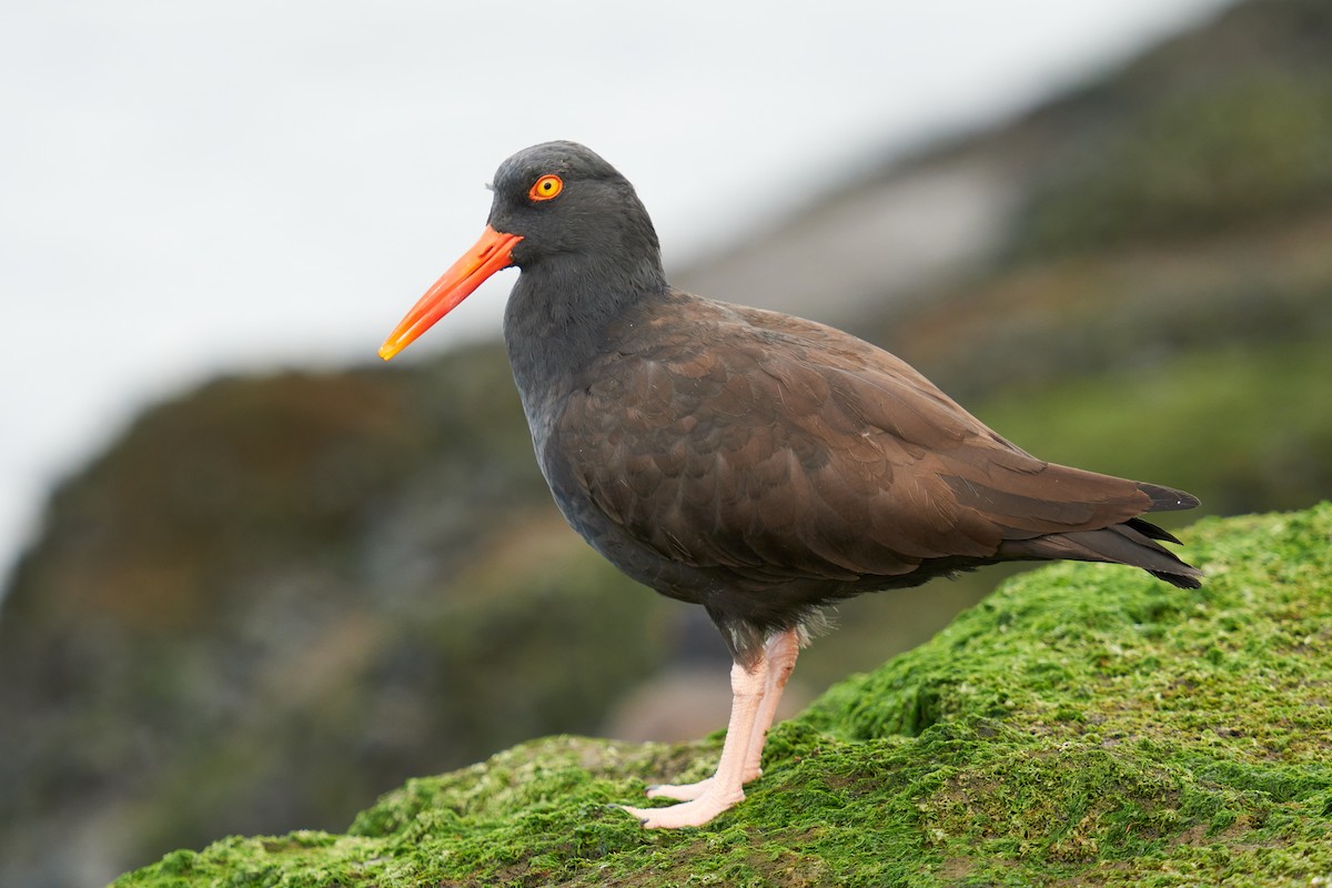 Black Oystercatcher - Grigory Heaton