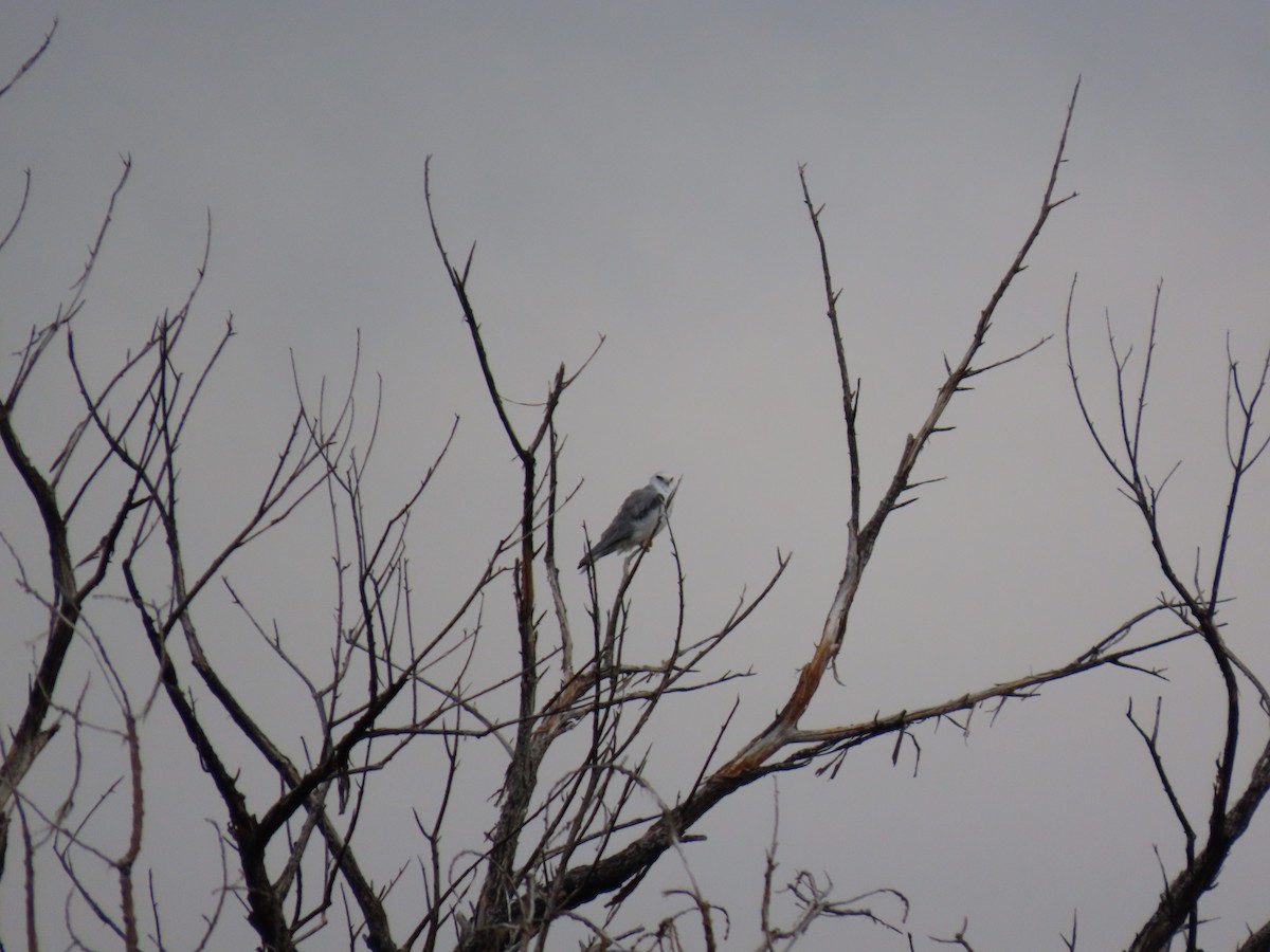 White-tailed Kite - ML615430329