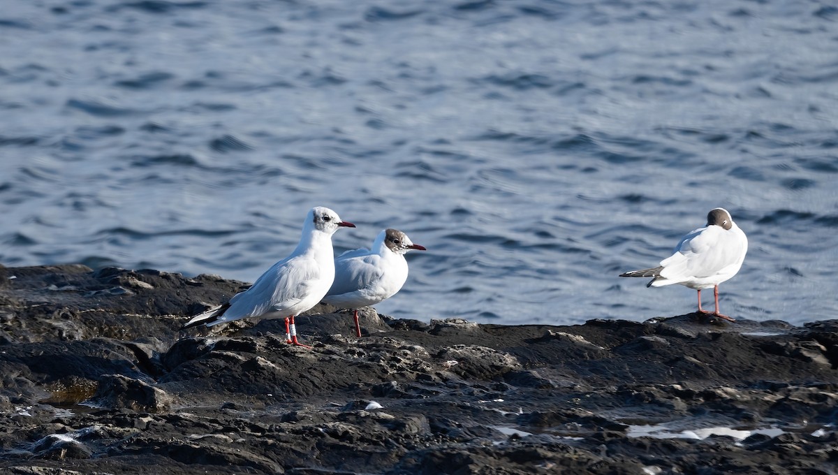 Black-headed Gull - ML615430331