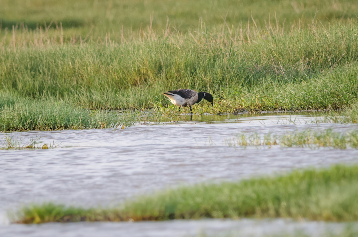 Brant - ML615430362