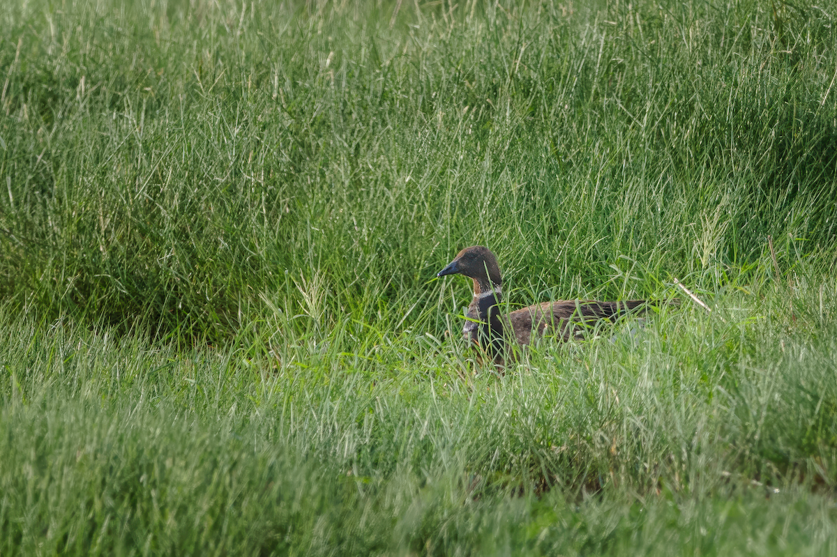 Brant - ML615430363