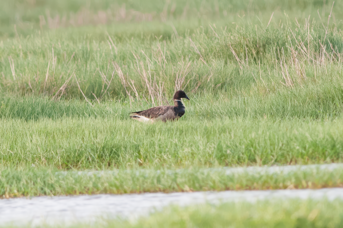 Barnacla Carinegra - ML615430365