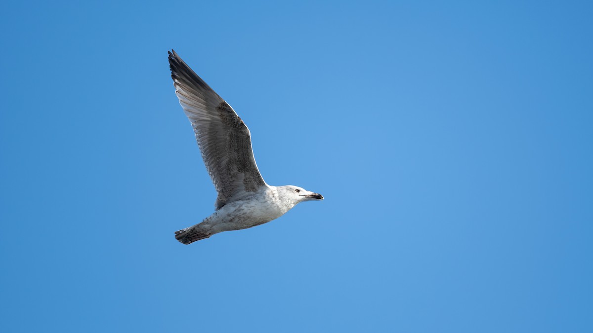 セグロカモメ（argentatus／argenteus） - ML615430386