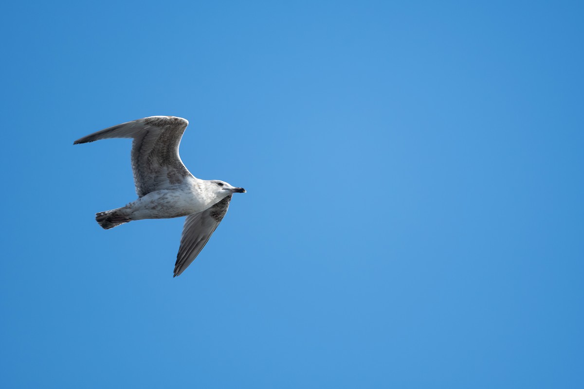 Goéland argenté (argentatus/argenteus) - ML615430387