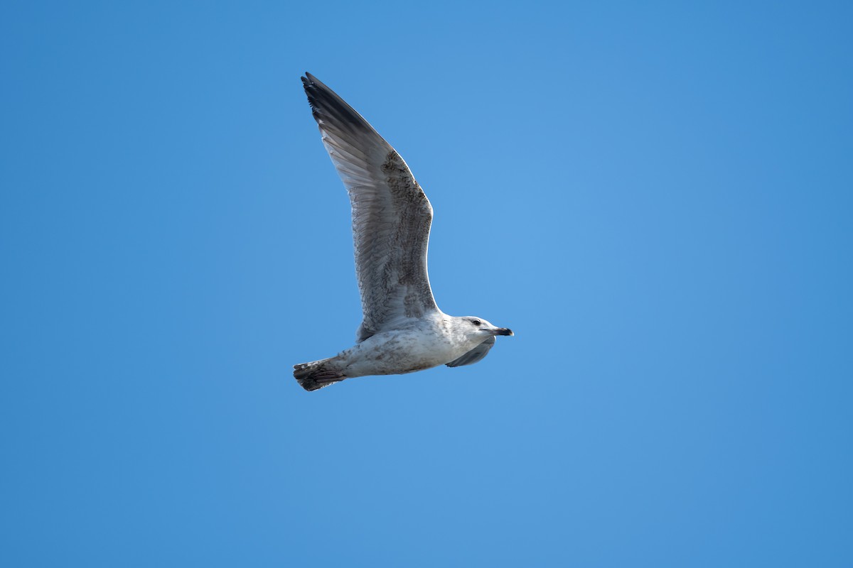 Herring Gull (European) - Eric Francois Roualet