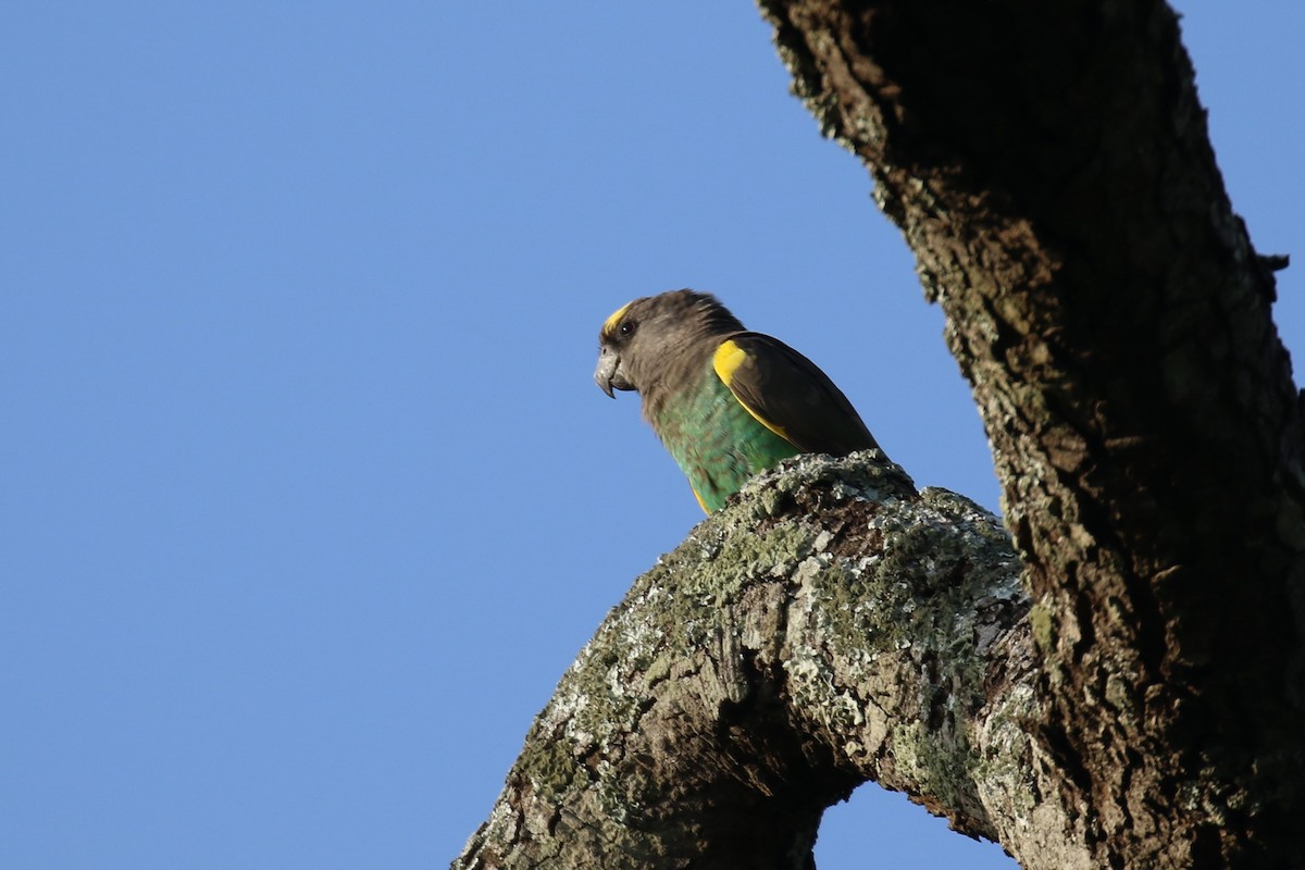 Meyer's Parrot - Fikret Ataşalan