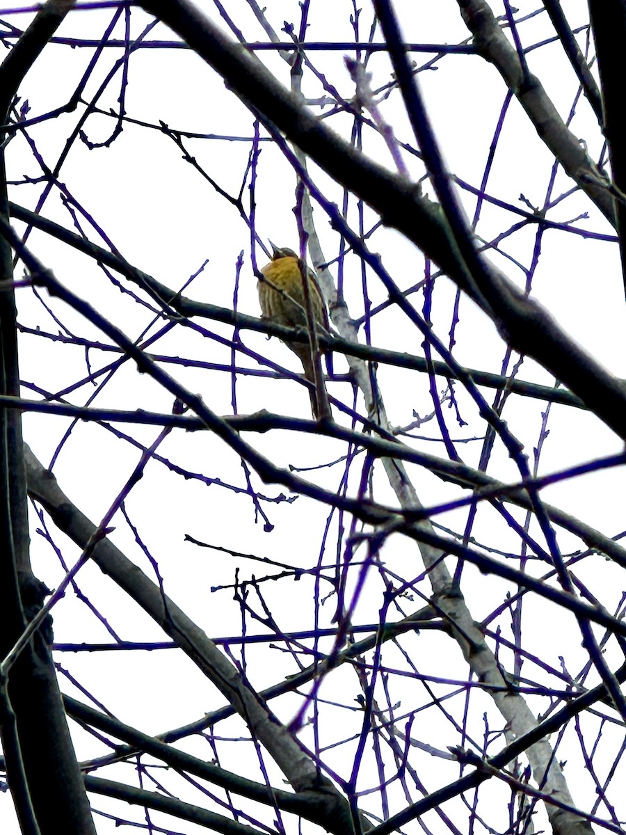 Bullock's Oriole - Brenda Axon