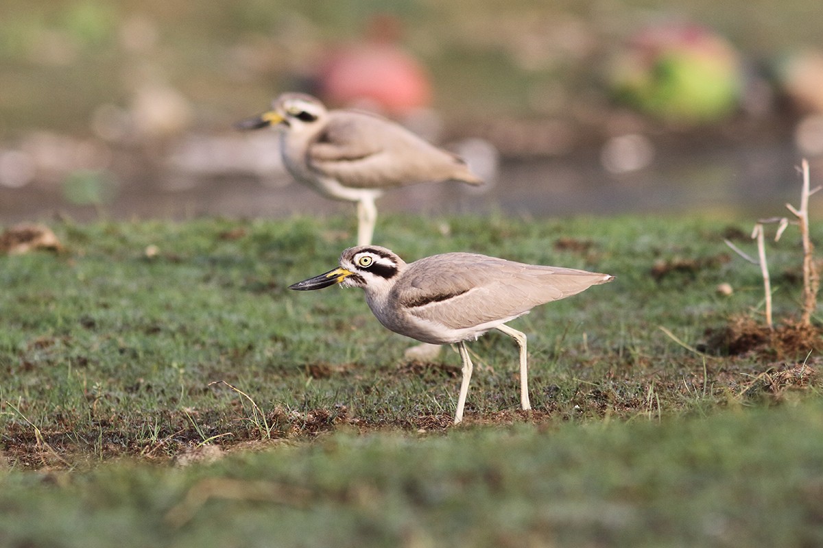 Great Thick-knee - ML615430461