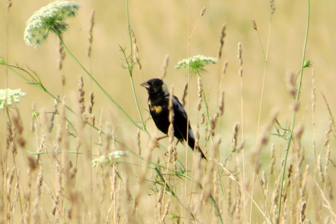 Bobolink - ML615430495