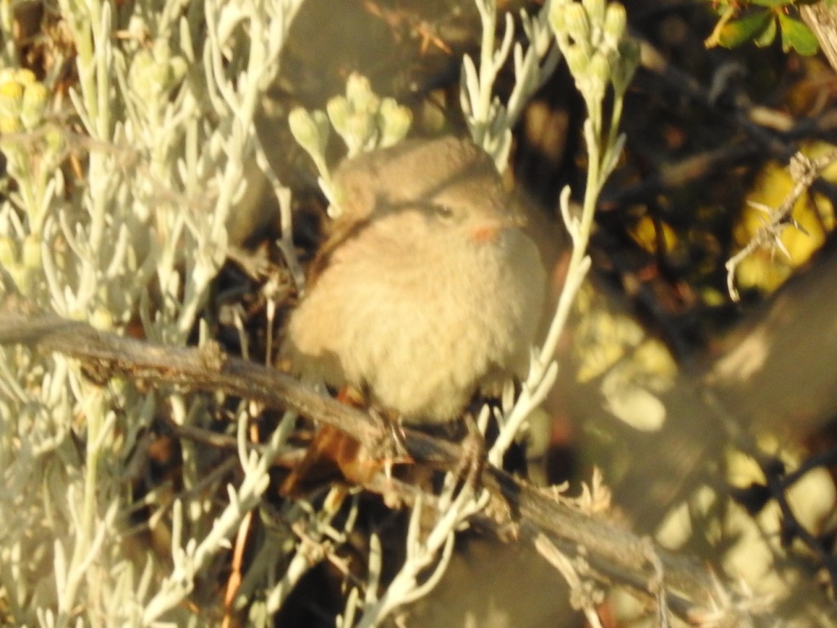 Sharp-billed Canastero - ML615430513