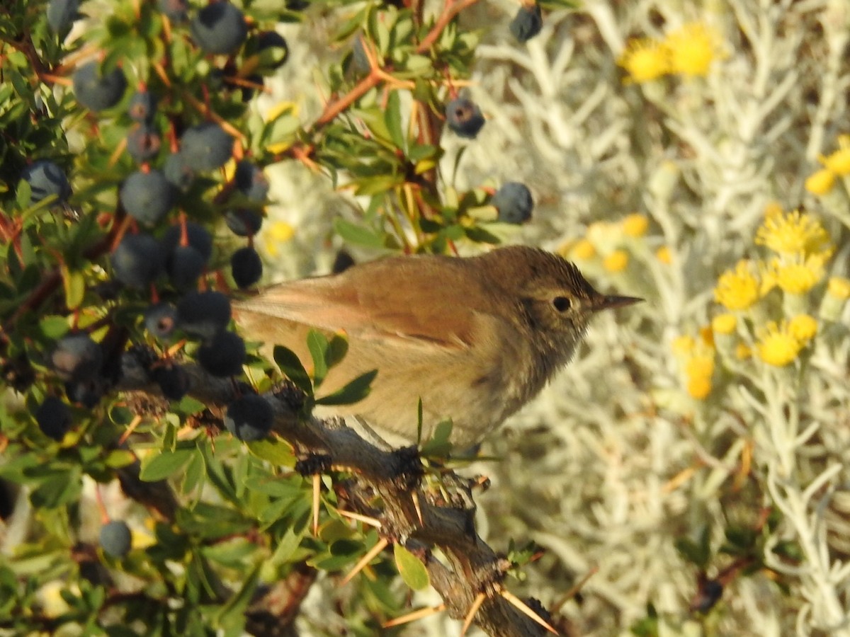 Sharp-billed Canastero - ML615430514