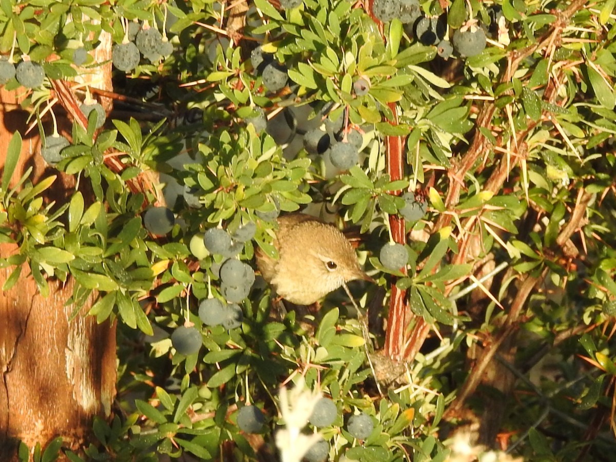 Sharp-billed Canastero - ML615430515