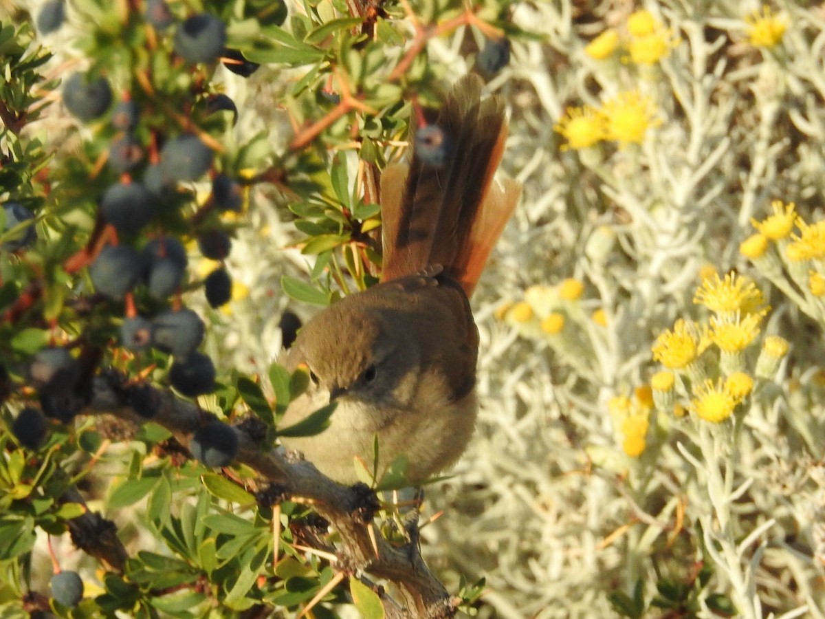 Sharp-billed Canastero - ML615430516