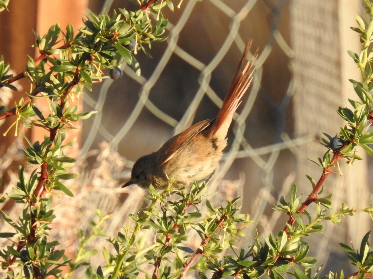 Sharp-billed Canastero - ML615430519