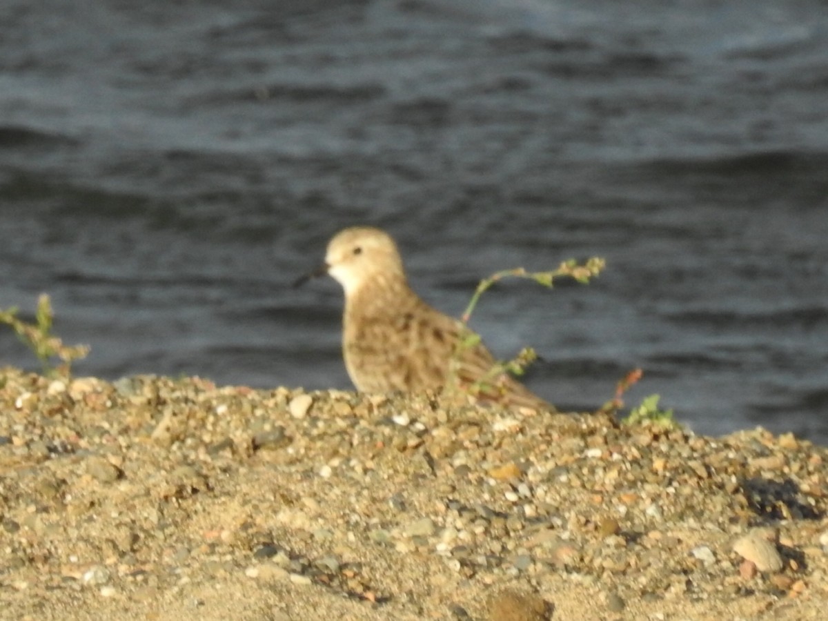 Baird's Sandpiper - ML615430547