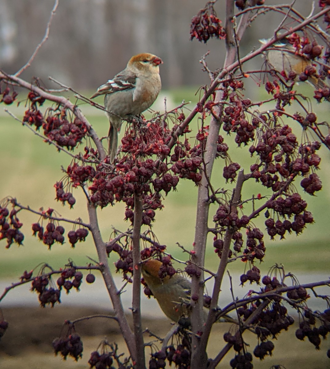 Pine Grosbeak - ML615430591